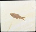 Knightia Fossil Fish - Wyoming #48188-1